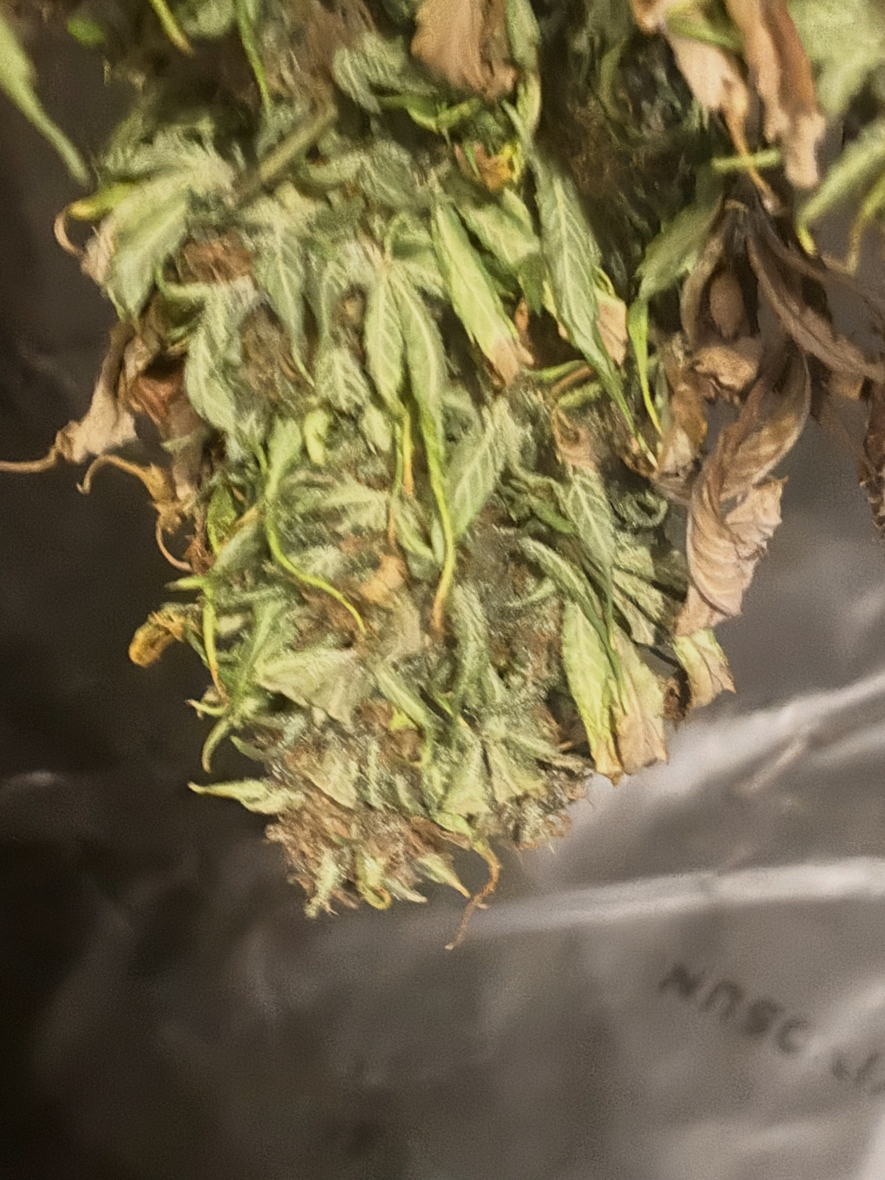 photo: drying papaya razzle