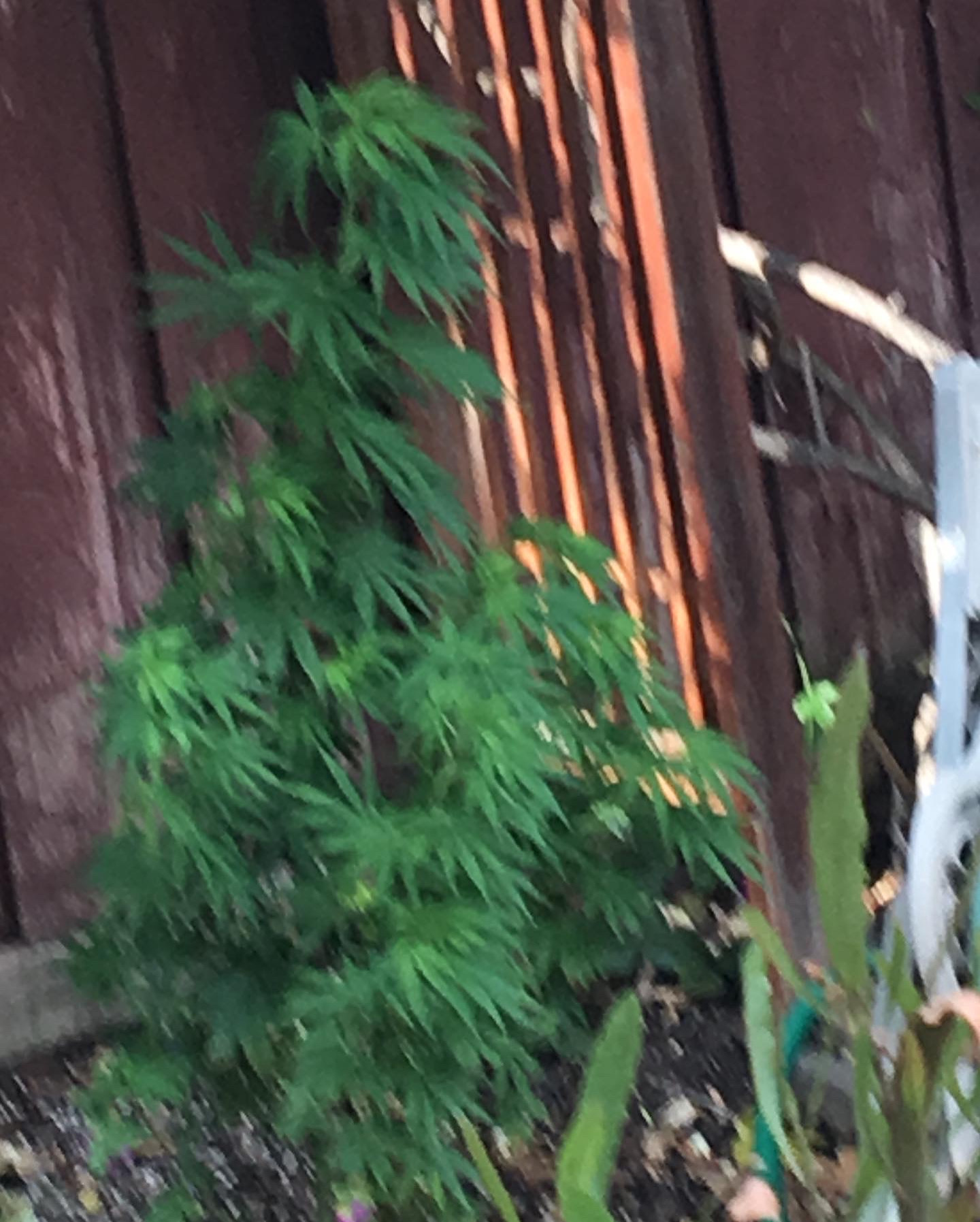photo: outdoors marijuana plant