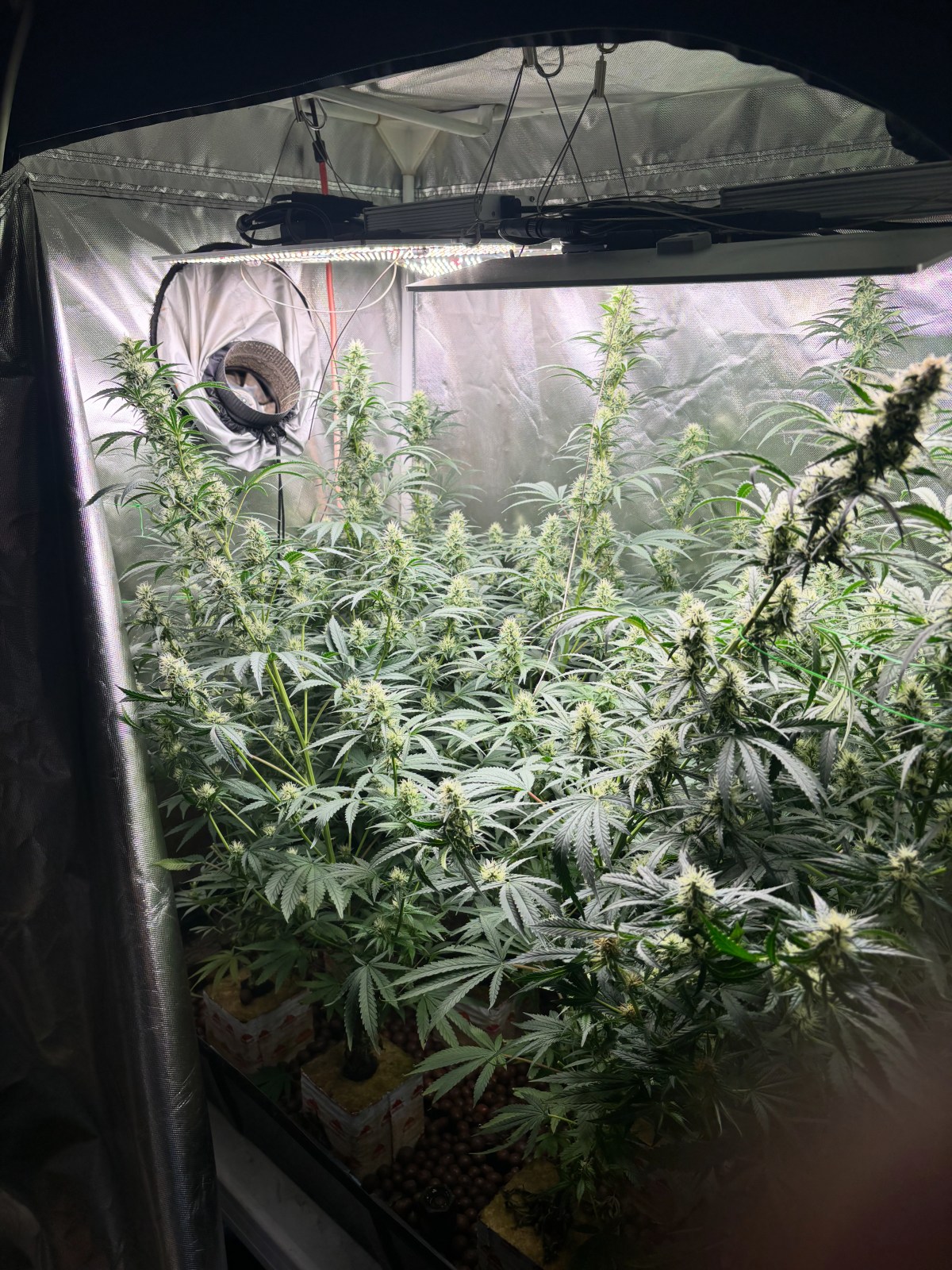 photo: why auto flowers belong no where near an ebb and flow setup this small lol