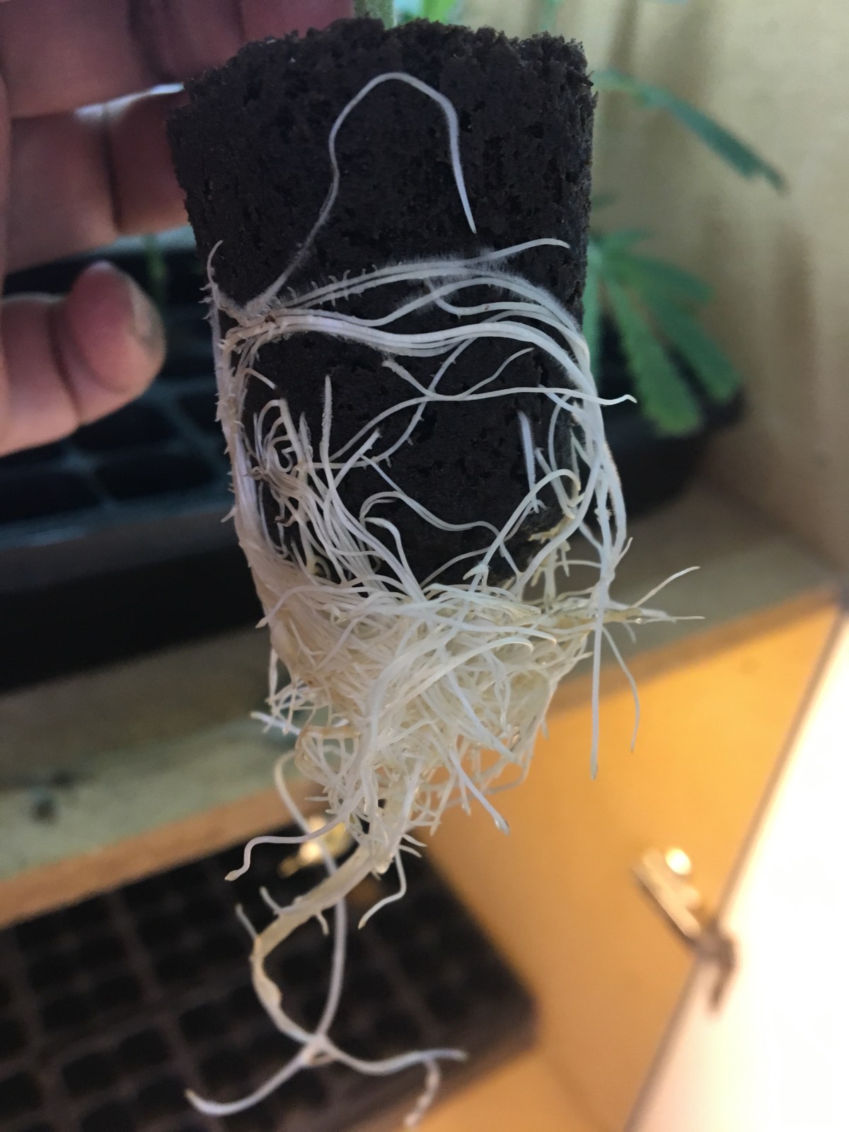 photo: insane roots