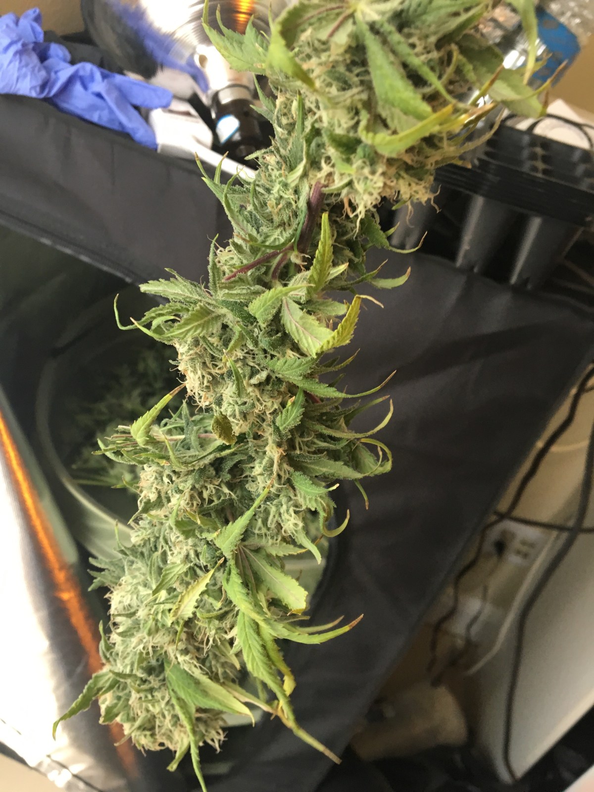 photo: some hydro I grew years back