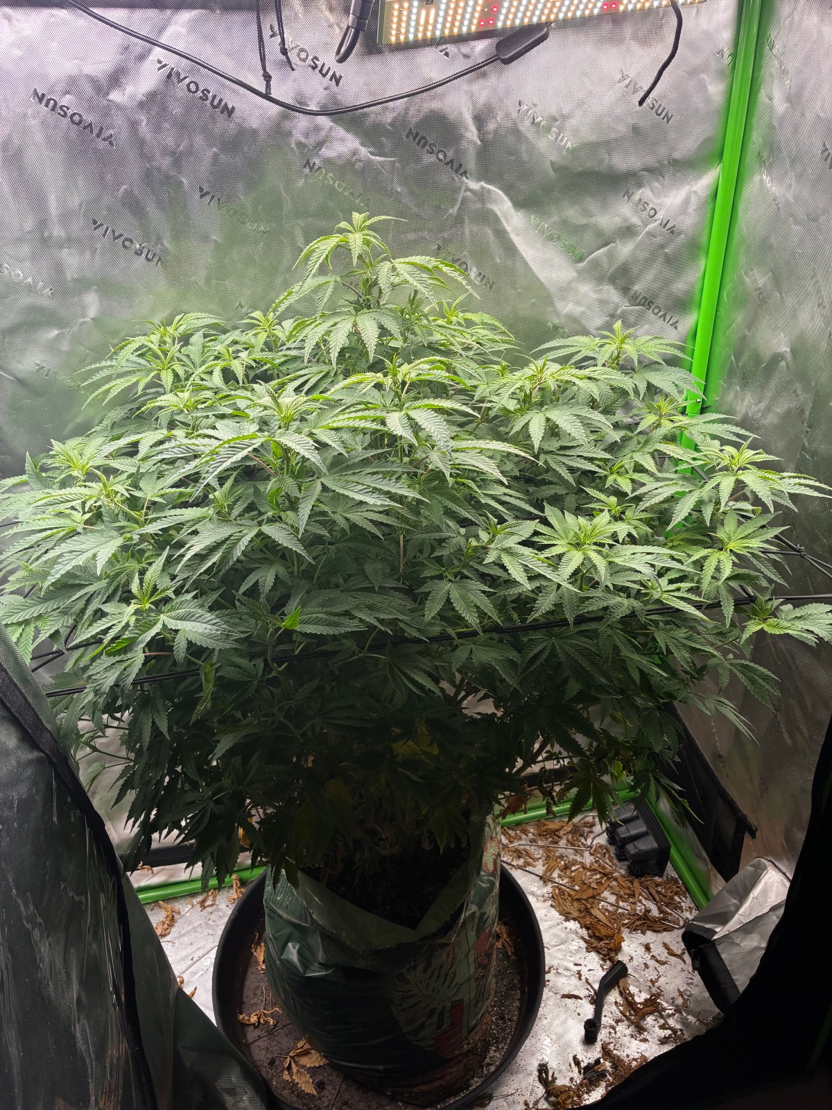photo: papaya razzle in a 2×4 tent with two led lights