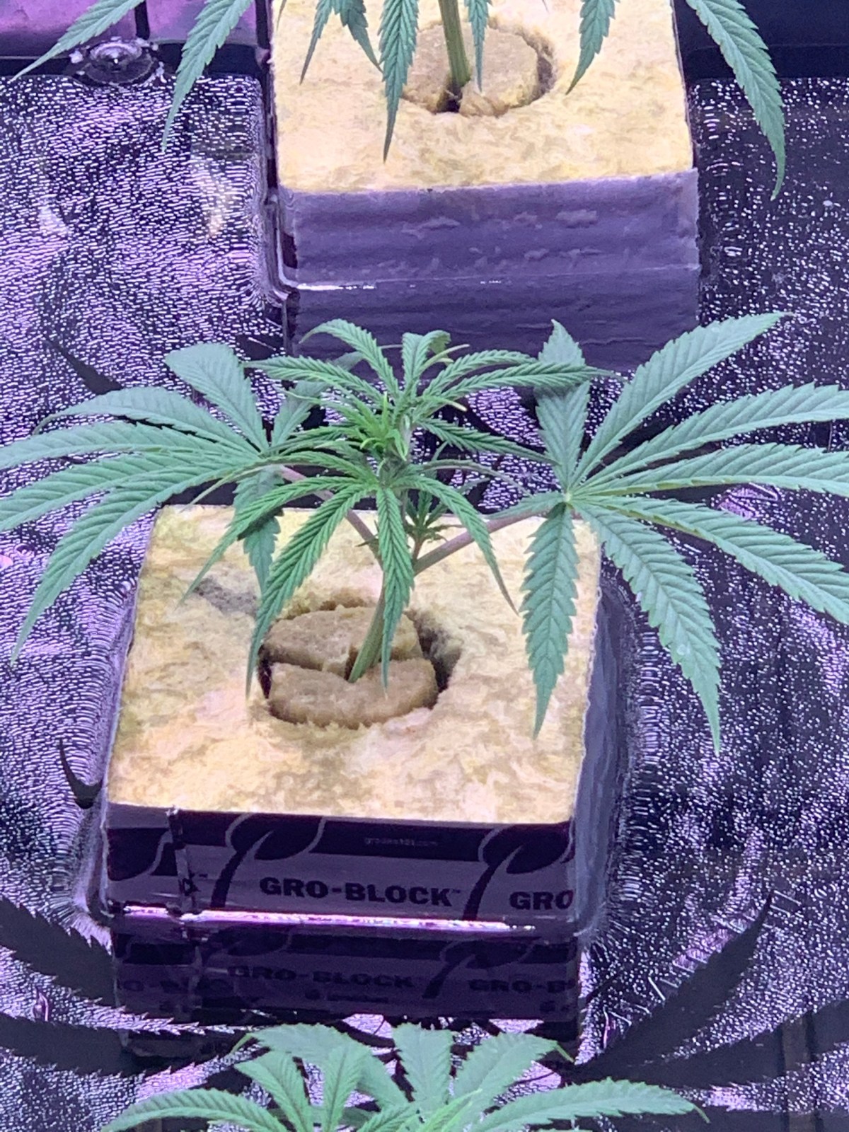 why you need a loan to ditch hps/mh for led