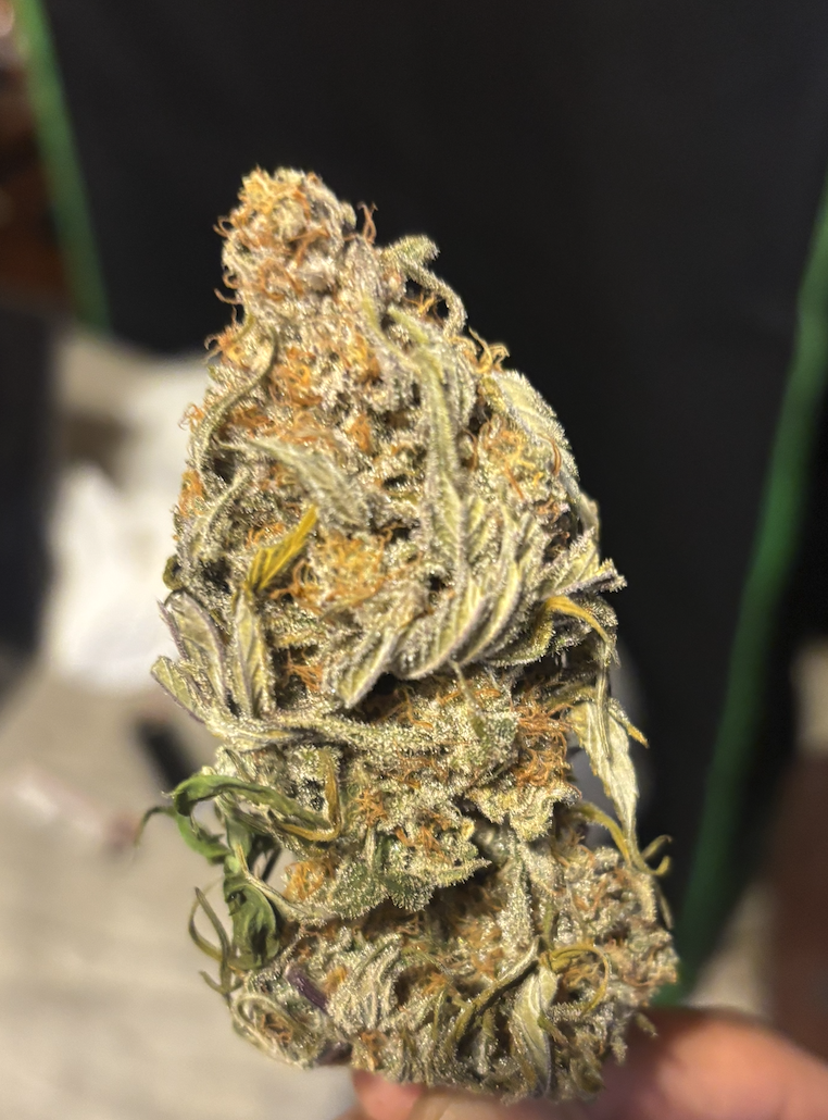 photo: finished bud, purple bud